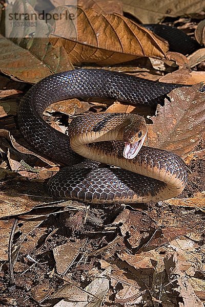 Sulawesi-Rattennatter (Coelognathus erythrurus celebensis. Sulawesi