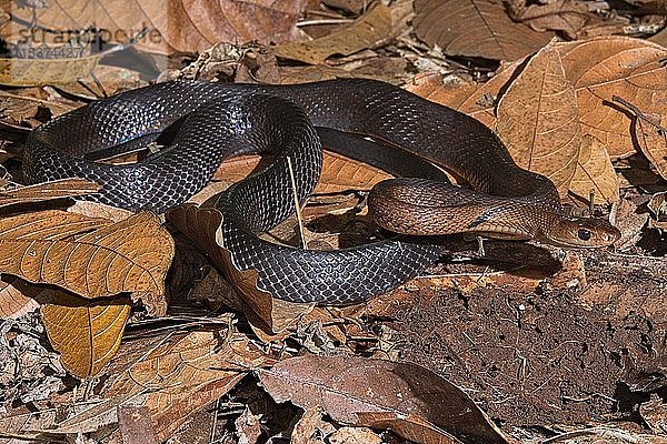 Sulawesi-Rattennatter (Coelognathus erythrurus celebensis. Sulawesi