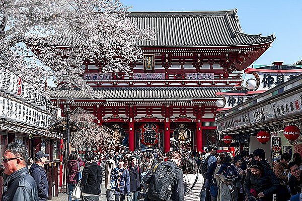 Touristen auf dem Weg zum H?z?mon-Tor  japanische Kirschblüte  buddhistische Tempelanlage  Sens?-ji-Tempel  Asakusa  Tokio  Japan  Asien