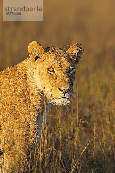 Löwin (Panthera leo)  Tierporträt  Masai Mara National Reserve  Kenia  Afrika