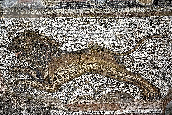 Antikes Mosaik mit Löwenfigur  Ausgrabungsstätte  Archäologischer Park  Alt-Paphos  Zypern  Europa