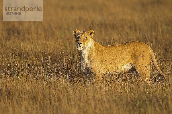 Löwin (Panthera leo) stehend im hohen Gras  Masai Mara National Reserve  Kenia  Afrika