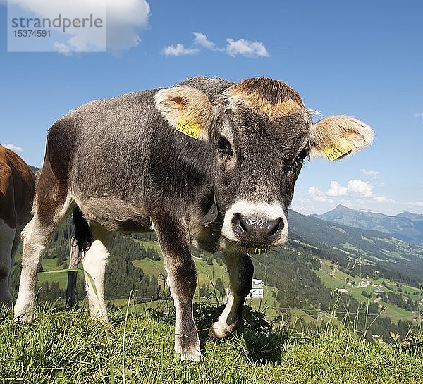 Junges Kalb (Bos primigenius taurus) auf einer Alm  schaut neugierig in die Kamera  Grauvieh  Hochbrixen  Brixen im Thale  Tirol  Österreich  Europa