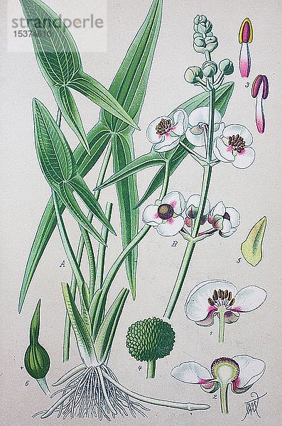Gewöhnliche Pfeilwurz (Sagittaria sagittifolia)  historische Abbildung von 1885  Deutschland  Europa