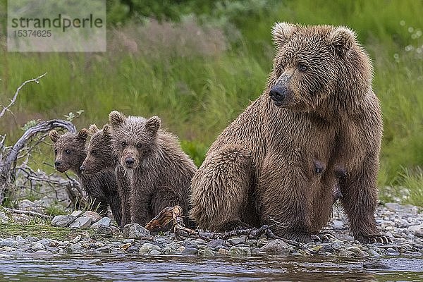 Braunbären (Ursus arctos)  Mutter und Jungtiere sitzend am Brooks River  Katmai National Park  Alaska
