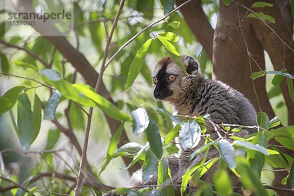 Ringschwanzlemur (Lemur catta) auf einem Baum sitzend  Berenty Private Reserve  Madagaskar  Afrika