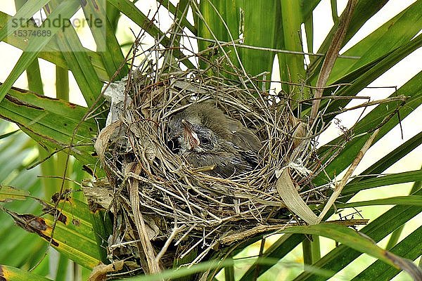Jungvogel im Nest  Tha Sao  Kanchanaburi  Thailand  Asien