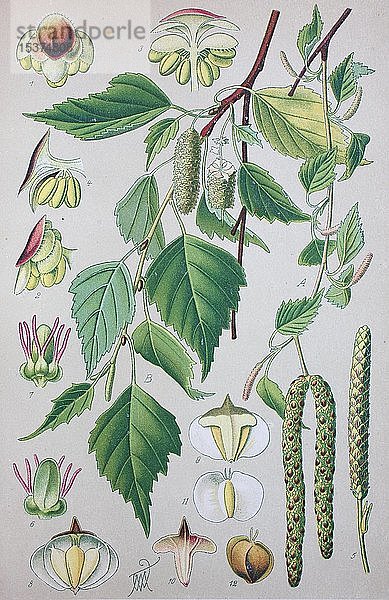 Moorbirke (Betula pubescens)  historische Illustration von 1885  Deutschland  Europa
