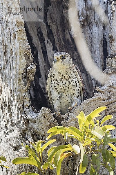 Madagassischer Turmfalke (Falco newtoni) in einem hohlen Baum  Berenty Private Reserve  Madagaskar