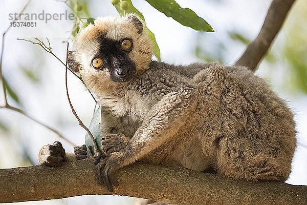 Rotstirnlemur (Eulemur rufifrons) auf einem Ast sitzend  Berenty Private Reserve  Madagaskar  Afrika