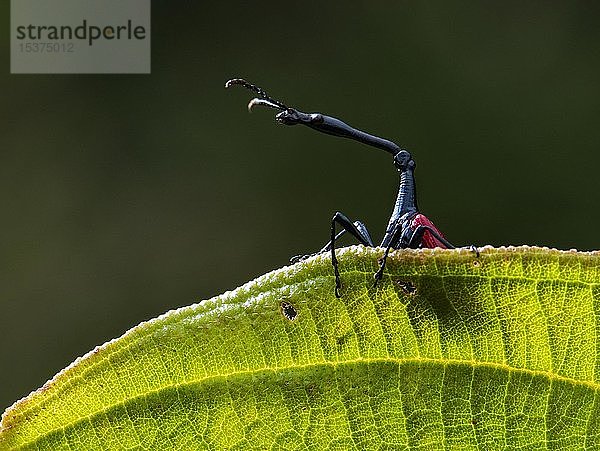 Giraffenrüsselkäfer (Trachelophorus giraffa) schaut hinter einem Blatt hervor  Ranomafana National Park  Ranomafana  Südost-Madagaskar  Madagaskar  Afrika