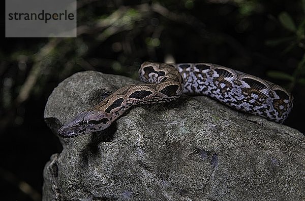 Madagassische Bodenboa (Acrantophis madagascariensis) windet sich auf einem Stein  Nosy Hara  Madagaskar  Afrika