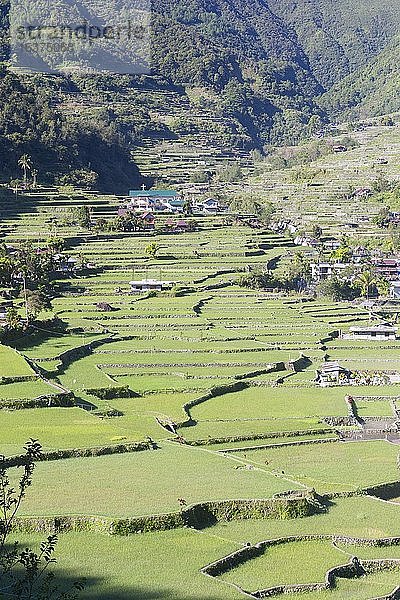 Reisterrassen von Hapao  in der Nähe von Banaue  Philippinen  Asien