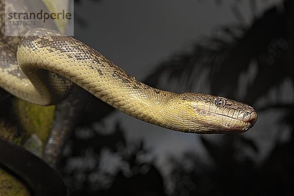 Macklot's Python (Liasis mackloti)  auf einem Baumstamm  Papua-Neuguinea  Ozeanien
