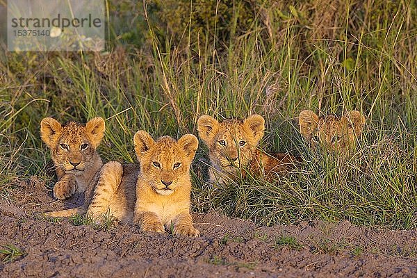 Löwenjunge (Panthera leo) im Gras liegend  Masai Mara National Reserve  Kenia  Afrika