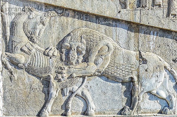 Apadana-Treppenhausfassade  antikes Relief Persepolis  Stier- und Löwenfigur  Provinz Fars  Iran  Asien