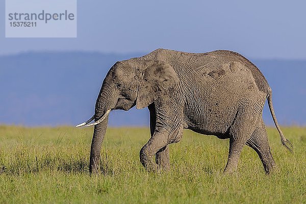 Afrikanischer Elefant (Loxodonta africana) beim Spaziergang in der Savanne  Masai Mara National Reserve  Kenia  Afrika