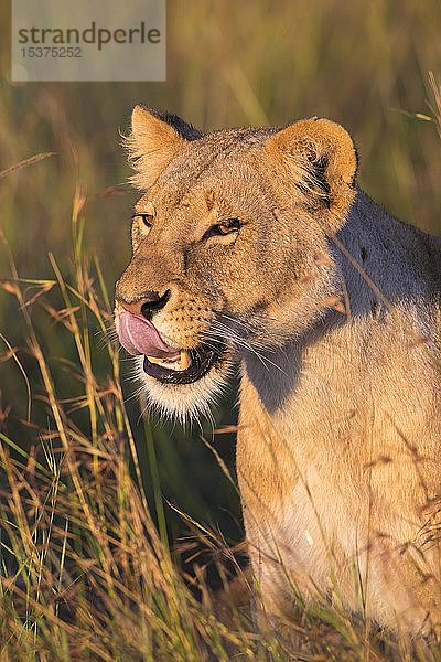 Löwin (Panthera leo) leckt ihr Maul  Tierporträt  Masai Mara National Reserve  Kenia  Afrika