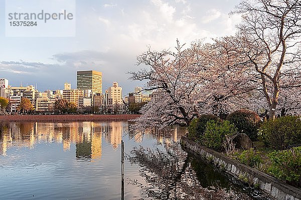 Japanische Kirschblüte am Shinobazu-Teich  Ueno-Park  Tokio  Japan  Asien