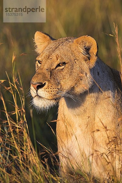 Löwin (Panthera leo)  Tierporträt  Masai Mara National Reserve  Kenia  Afrika