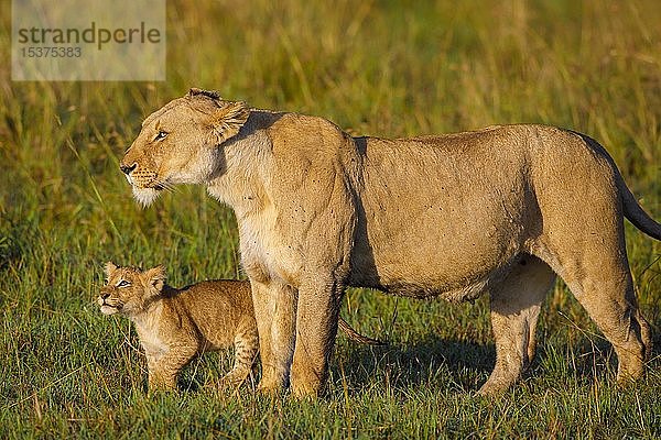 Löwin (Panthera leo) mit Jungtier  Ausschau haltend  Masai Mara National Reserve  Kenia  Afrika
