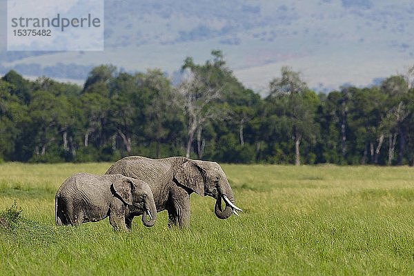 Afrikanische Elefanten (Loxodonta africana)  Erwachsene und Jungtiere beim Fressen im hohen Gras  Masai Mara National Reserve  Kenia  Afrika