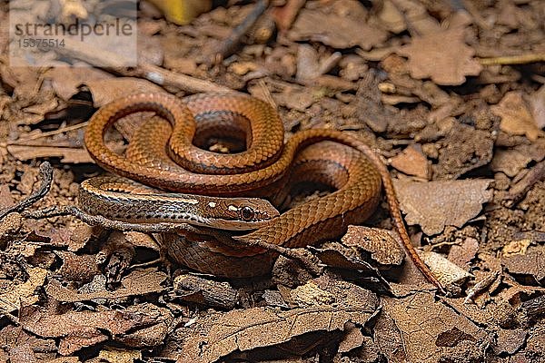 Geschmückte grazile braune Schlange (Rhadinaea decorata)  am Boden  Costa Rica  Mittelamerika