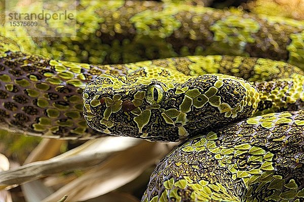 Mangshan-Grubenotter (Protobothrops mangshanensis)  Tierporträt  in Gefangenschaft  China  Asien