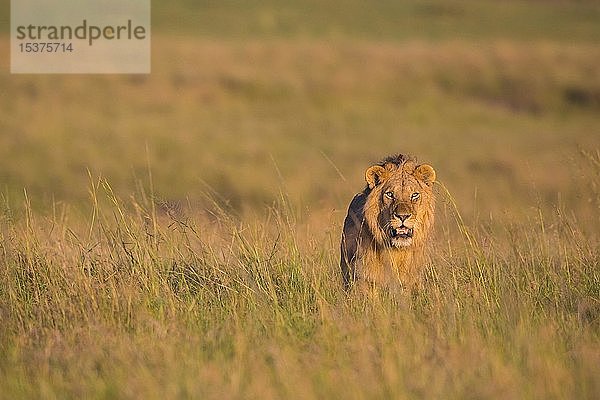 Afrikanischer Löwe (Panthera leo)  Männchen läuft im hohen Gras  Masai Mara National Reserve  Kenia  Afrika