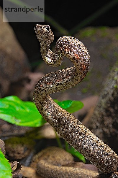 Scheinviper (Psammodynastes pulverulentus)  Sulawesi