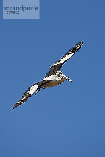 Australischer Pelikan (Pelecanus conspicillatus)  fliegend  Australien  Ozeanien