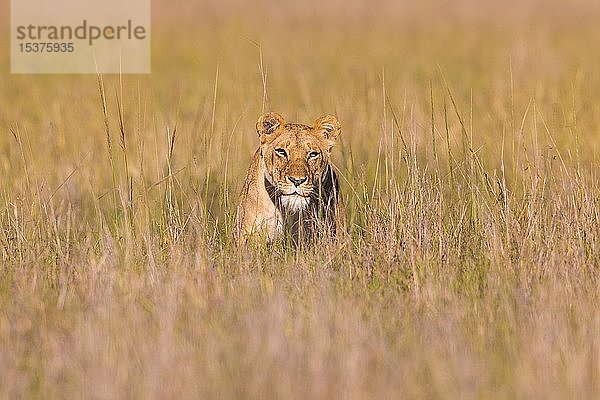 Löwin (Panthera leo) im hohen Gras  Masai Mara National Reserve  Kenia  Afrika