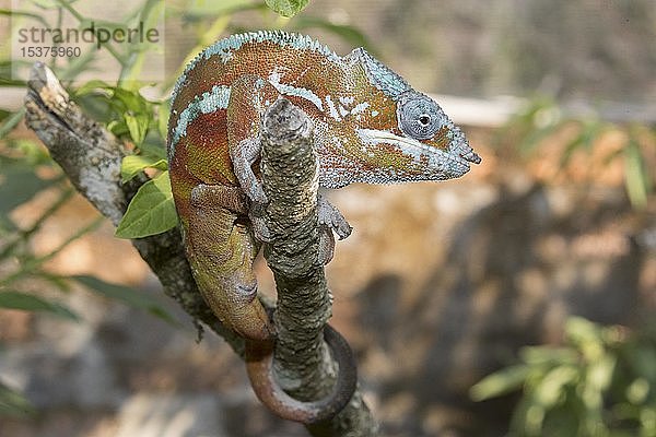 Pantherchamäleon (Furcifer pardalis)  in Gefangenschaft  Madagaskar Exotenpark  Marozevo  Madagaskar  Afrika