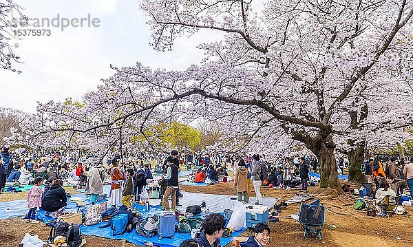 Japanisches Picknick unter Kirschblüten im Yoyogi-Park beim Hanami-Fest  Bezirk Shibuya  Bezirk Shibuya  Tokio  Japan  Asien