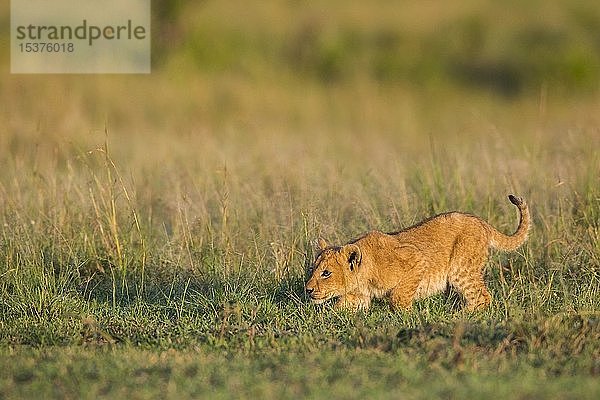 Löwenjunges (Panthera leo) auf der Pirsch  Masai Mara National Reserve  Kenia  Afrika
