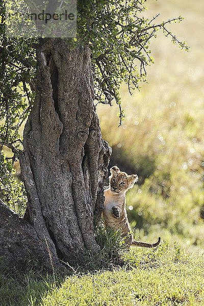 Löwenjunges (Panthera leo) klettert auf einen Baum  Masai Mara National Reserve  Kenia  Afrika
