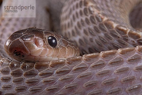 Kapfeilennatter (Gonionotophis sp)  Kamerun  Afrika