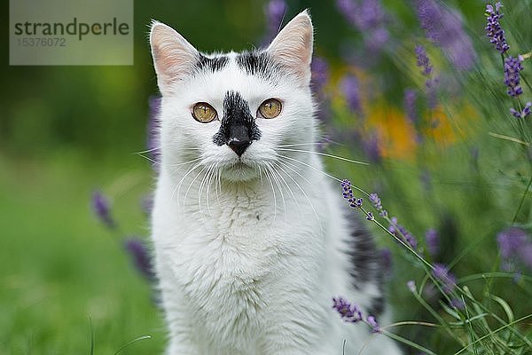 Schwarz-weiße Katze (Felis silvestris catus) sitzt in Lavendel  Tierportrait  Österreich  Europa