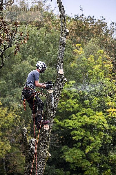 Baum wird gefällt  Baumkletterer klettert mit Kettensäge und Sägen in den Baum  Deutschland  Europa