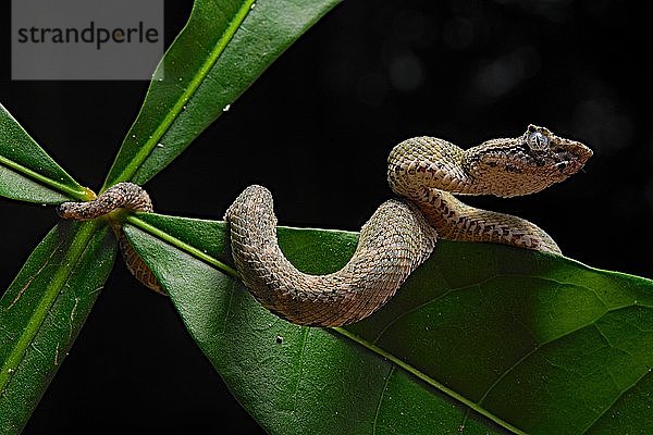 Wimperngrubenotter (Bothriechis schlegelii)  Costa Rica  Mittelamerika