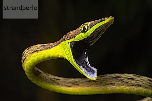 Braune Weinbergnatter (Oxybelis aenus)  Tierportrait  mit offenem Maul  Costa Rica  Mittelamerika