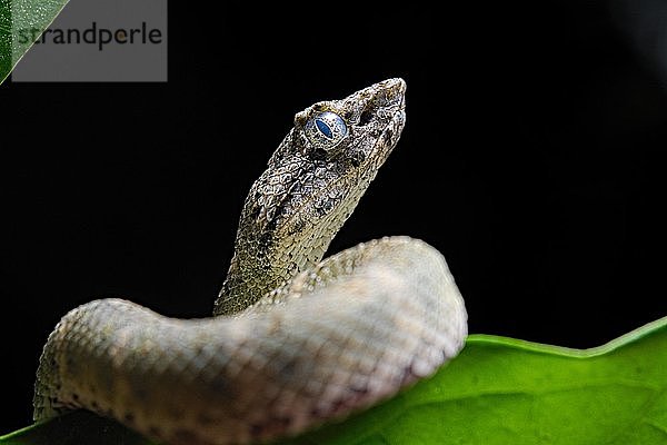 Wimperngrubenotter (Bothriechis schlegelii)  Costa Rica  Mittelamerika