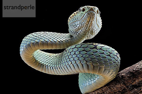 Malabar-Grubenotter (Trimeresurus malabaricus)  weiblich  in Gefangenschaft  Indien  Asien