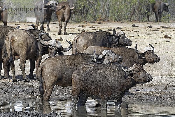 Afrikanische Büffel (Syncerus caffer)  Herde an einer Wasserstelle stehend  Krüger-Nationalpark  Südafrika  Afrika