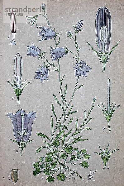 Hasenglöckchen (Campanula rotundifolia)  historische Illustration von 1885  Deutschland  Europa