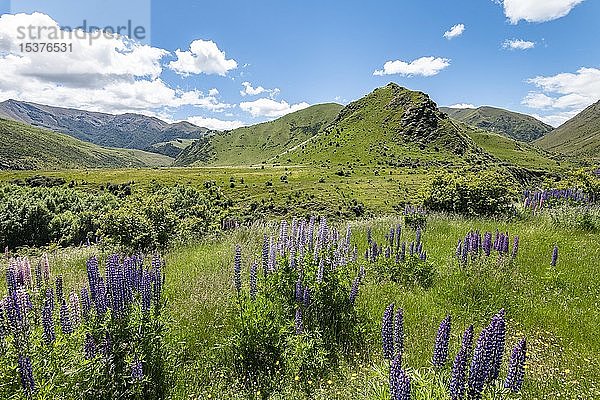 Großblättrige Lupinen (Lupinus polyphyllus) in Berglandschaft  Lindis Pass  Südliche Alpen  Otago  Südinsel  Neuseeland  Ozeanien