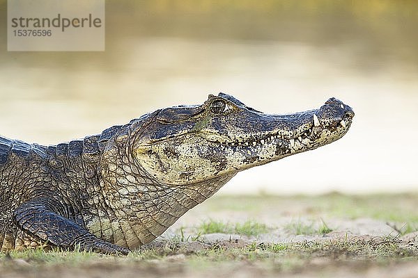 Yacare-Kaiman (Caiman yacare)  Tierporträt  an Land liegend  Pantanal  Mato Grosso  Brasilien  Südamerika