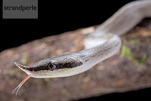 Nashorn-Klapperschlange (Gonyosoma boulengeri)  Tierporträt  in Gefangenschaft  Asien