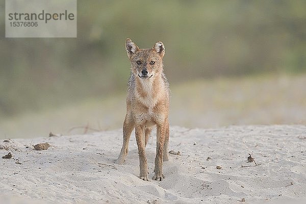 Goldschakal (Canis aureus) stehend auf sandigem Boden  Donaudelta Rumänien