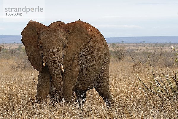 Afrikanischer Buschelefant (Loxodonta africana)  Elefantenkuh in Verteidigungsstellung  Kruger National Park  Südafrika  Afrika